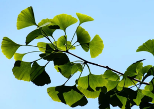 ginko biloba leaves